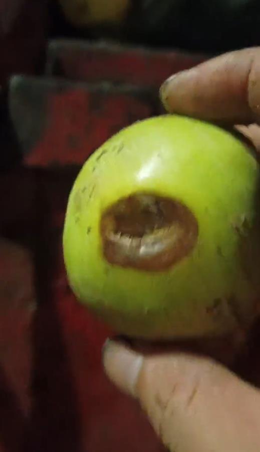 禮泉爛蘋果榨汁風波 企業稱有選果流程，市監局緊急叫停產品出庫